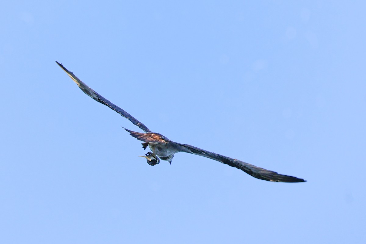 Águila Pescadora - ML617908849