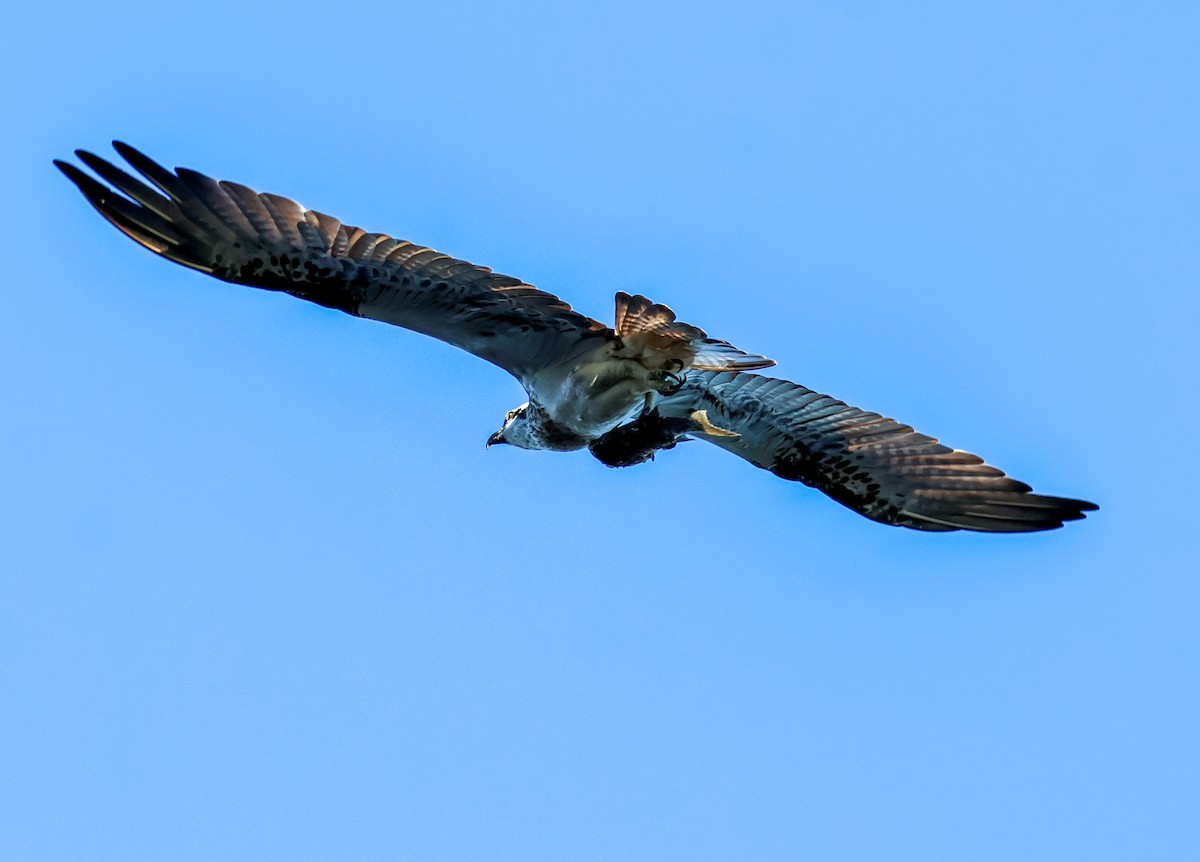 Águila Pescadora - ML617908851