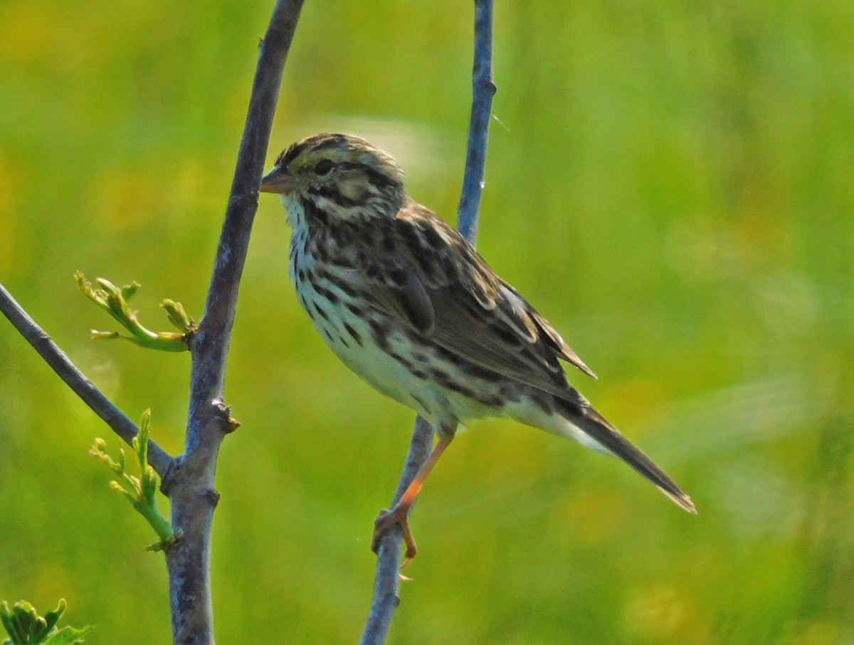 Savannah Sparrow - ML617908852