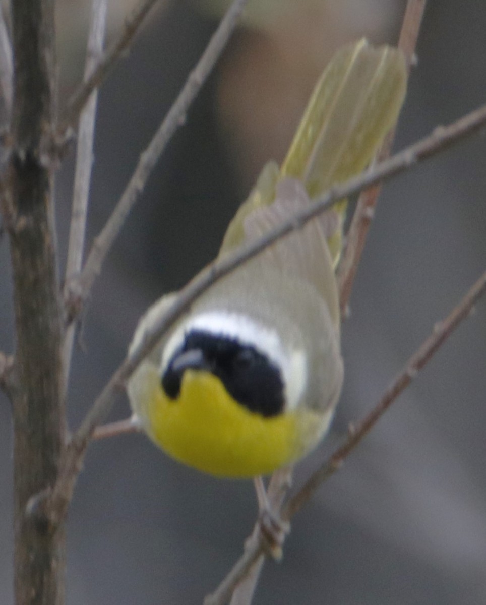 Common Yellowthroat - ML617908904