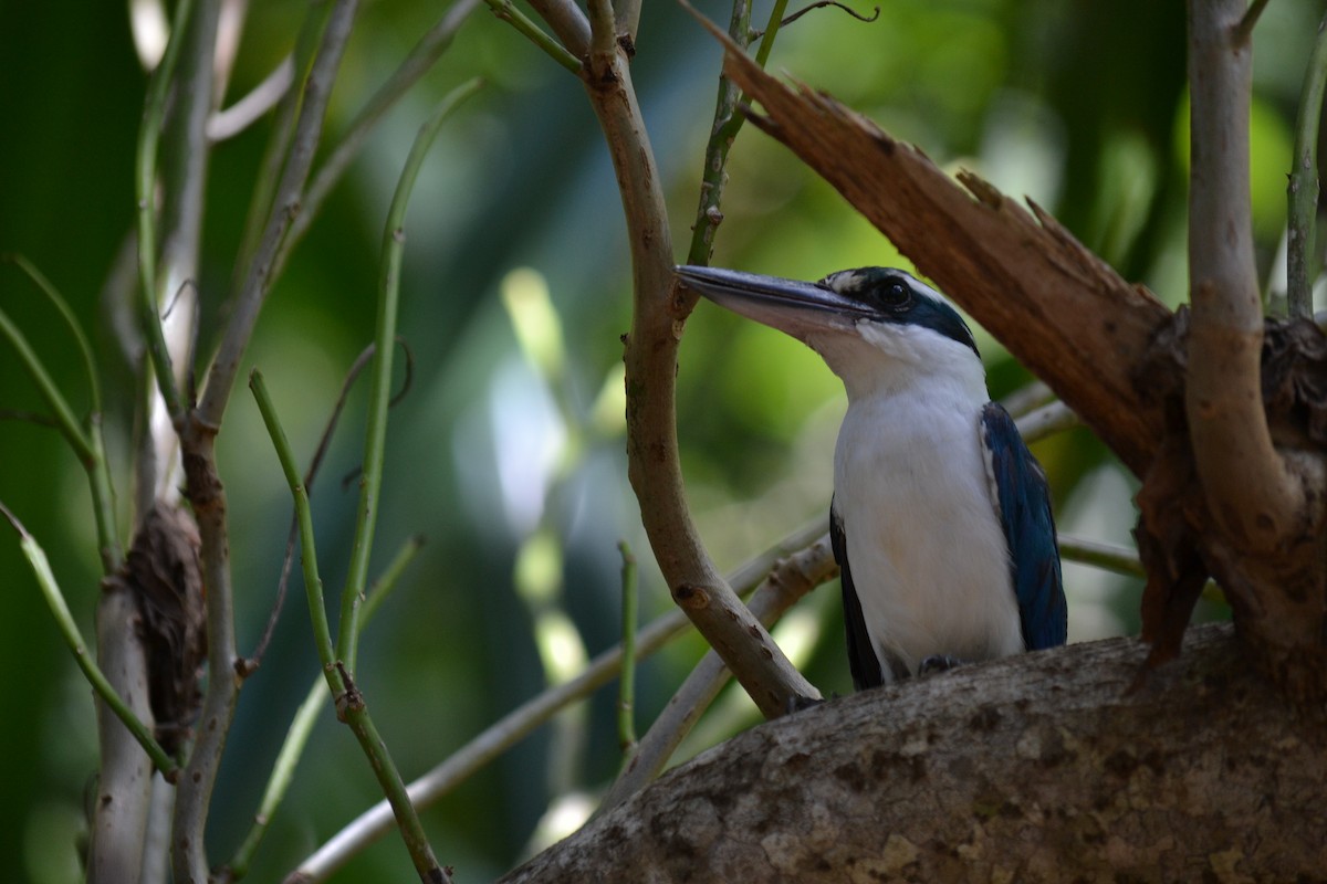 Mariana Kingfisher - ML617908909