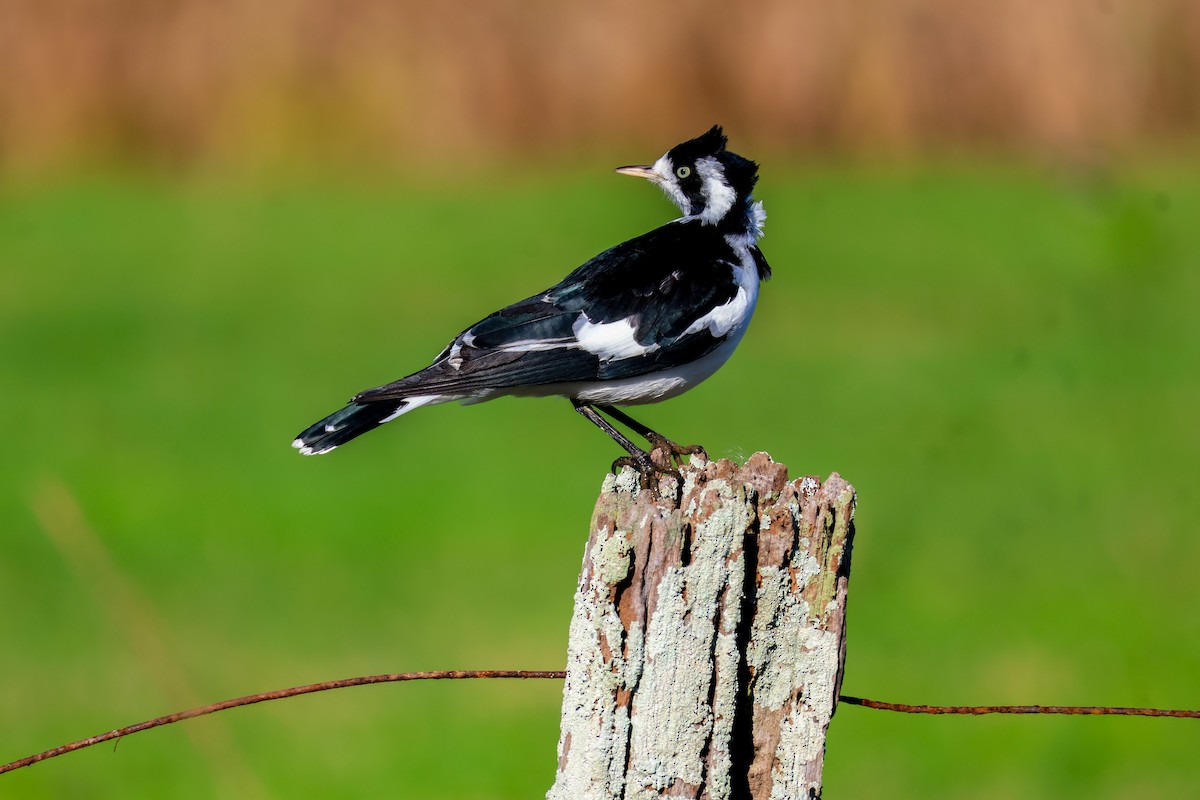 Magpie-lark - ML617908913