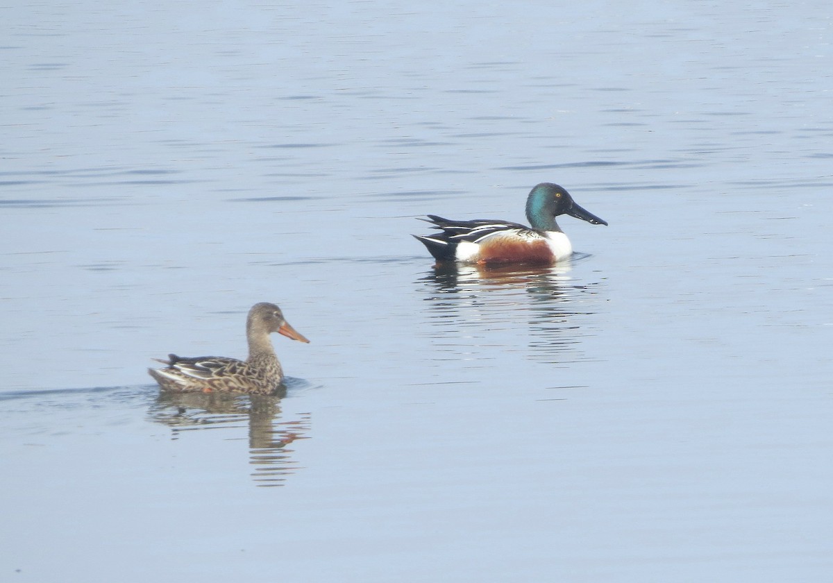 Northern Shoveler - Andrew Don