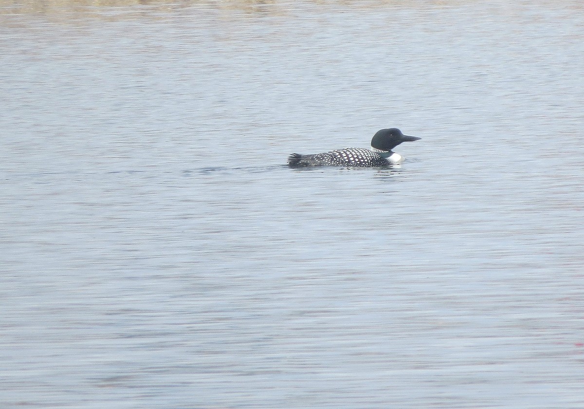 Common Loon - Andrew Don