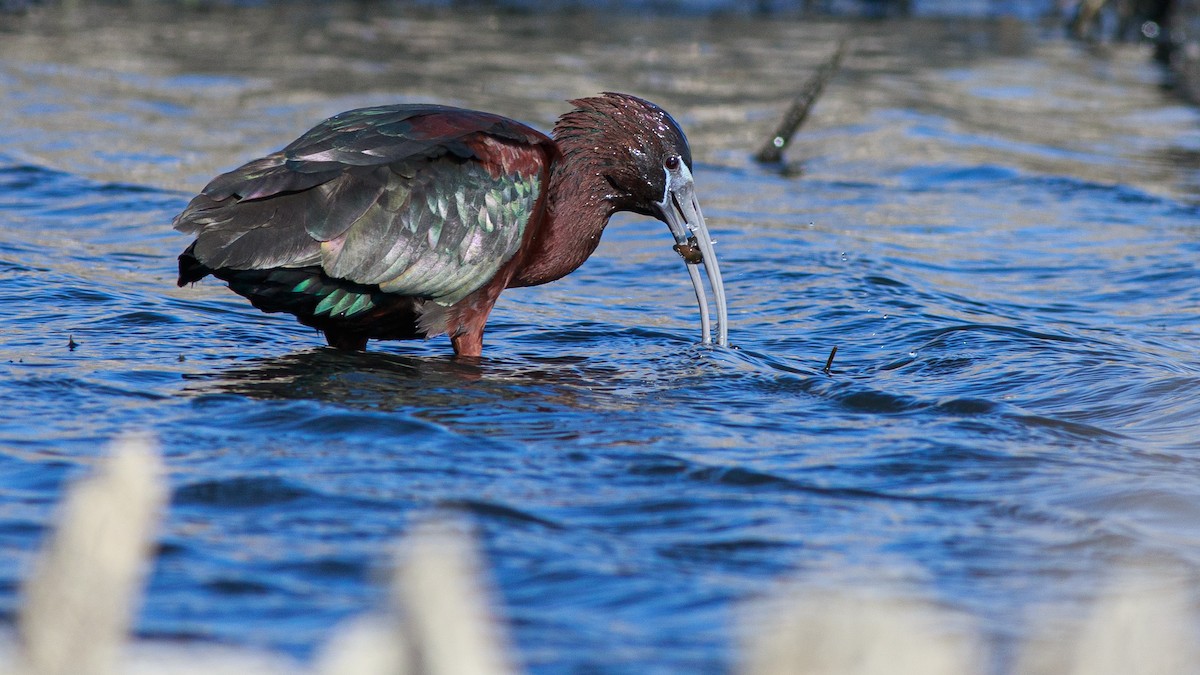 Glossy Ibis - ML617908977