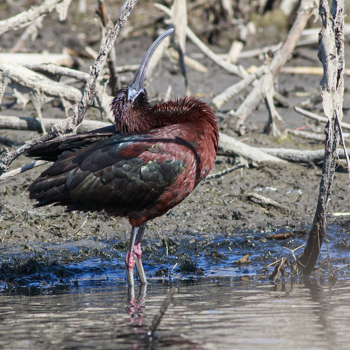 ibis hnědý - ML617908978