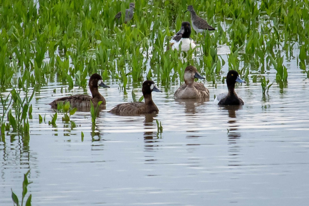 polák vlnkovaný - ML617908983