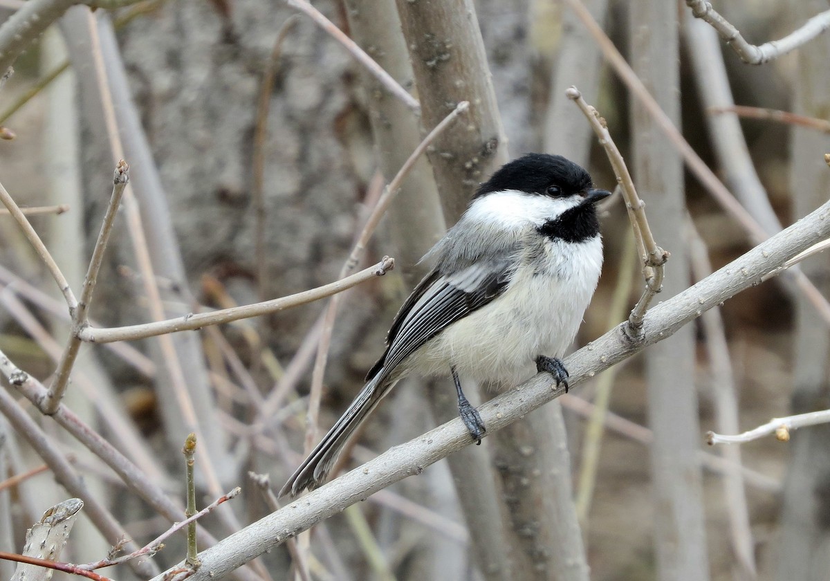 Black-capped Chickadee - Andrew Don