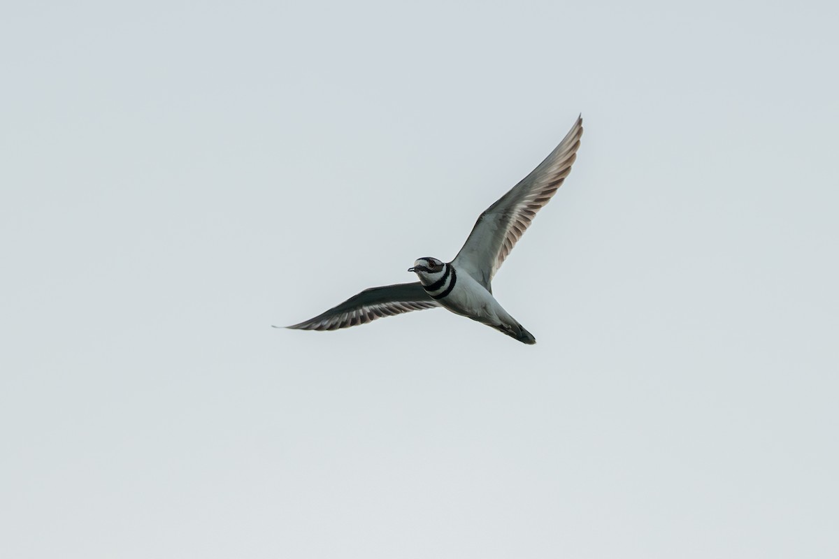 Killdeer - ML617908988