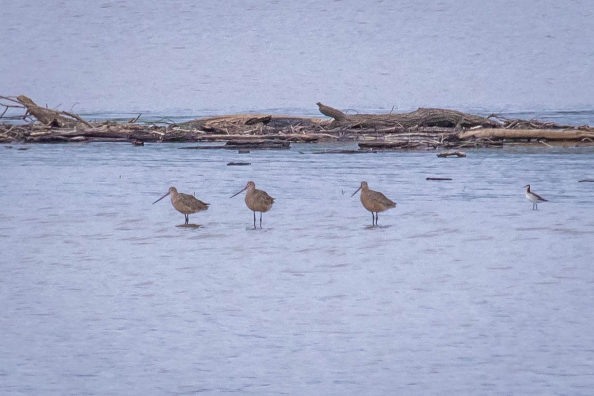 břehouš velký - ML617909003