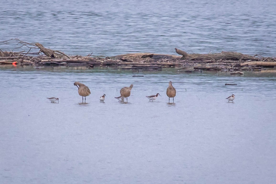 břehouš velký - ML617909004