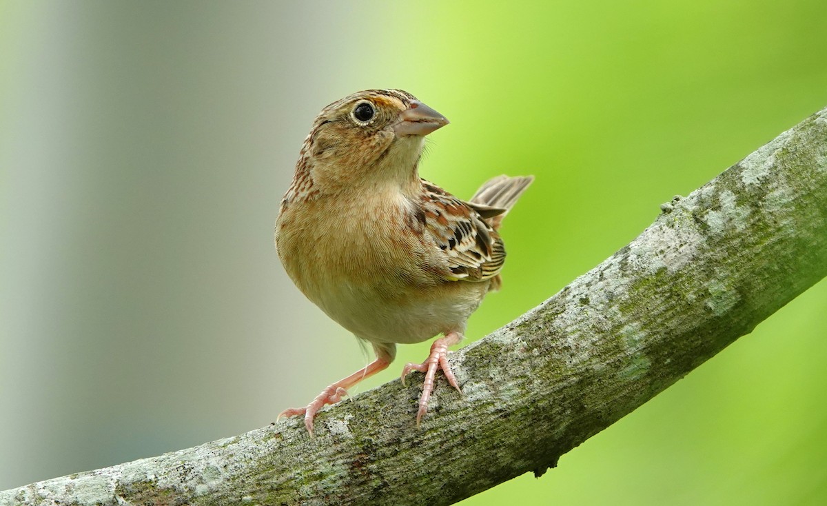 Grasshopper Sparrow - ML617909017