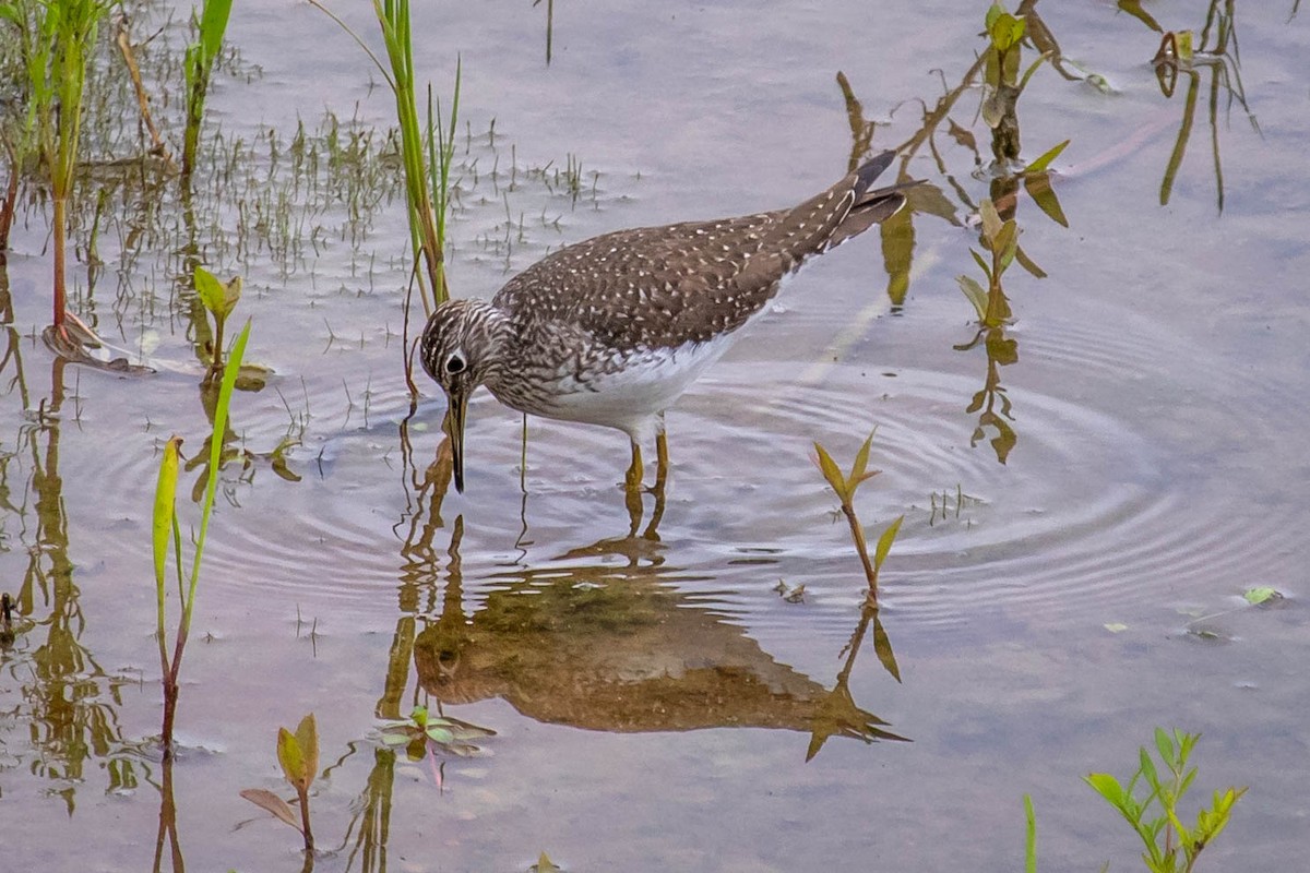 vodouš samotářský - ML617909019