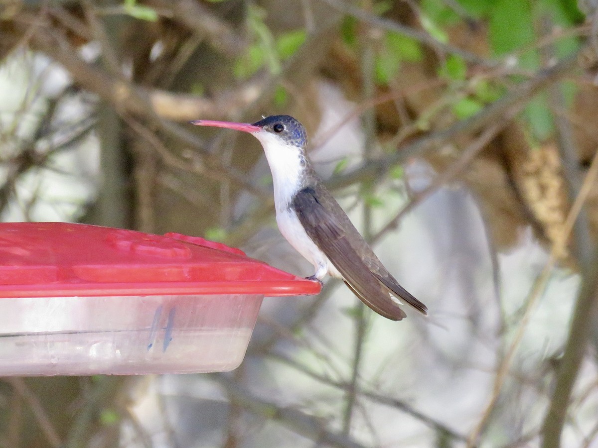 Violet-crowned Hummingbird - ML617909035