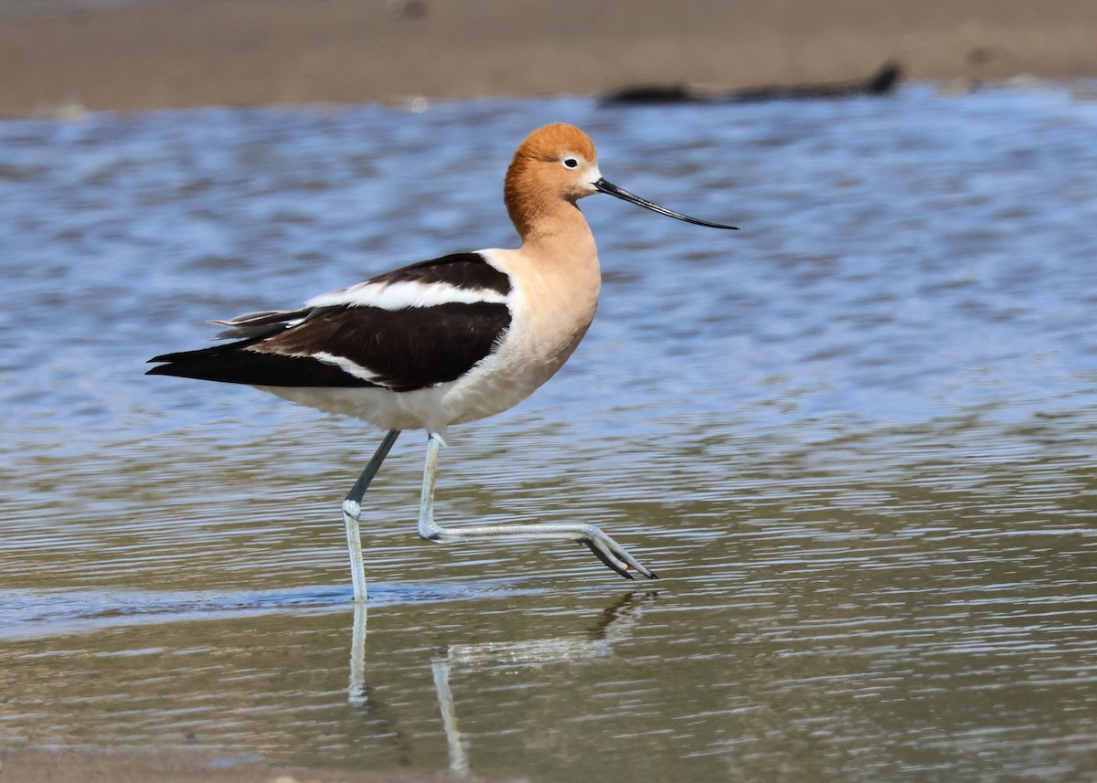 Avocette d'Amérique - ML617909042