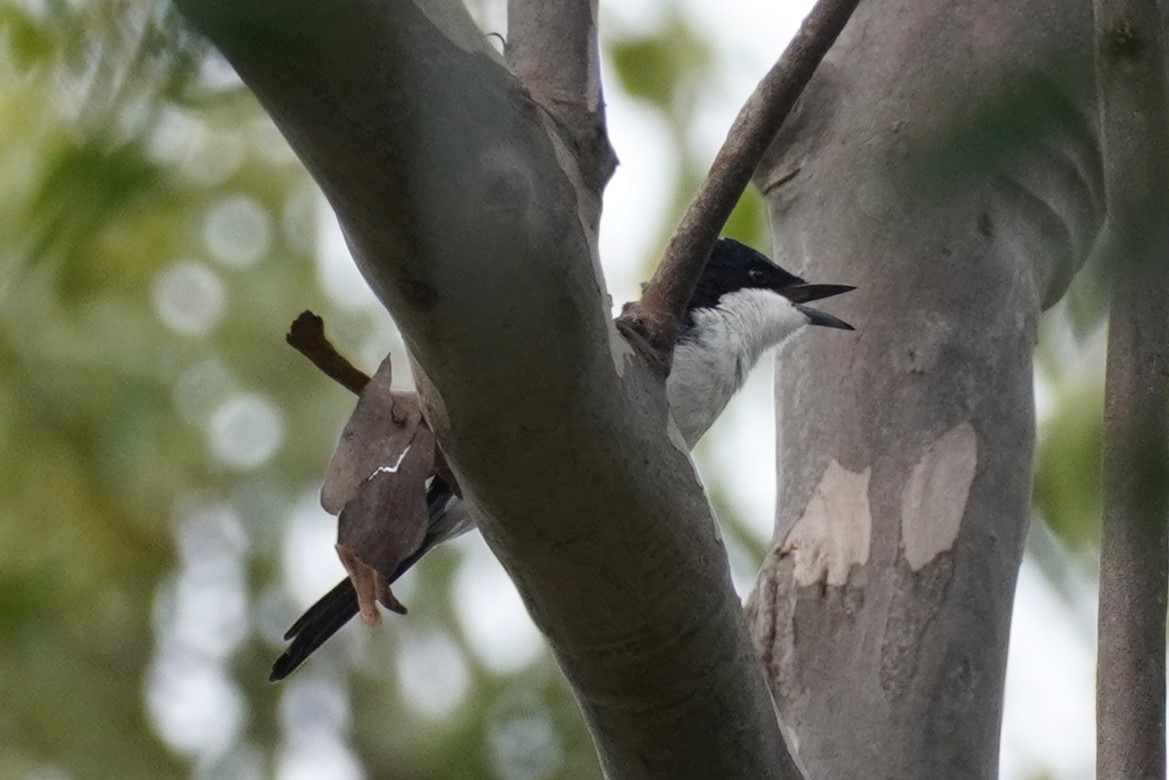 Restless Flycatcher - ML617909087