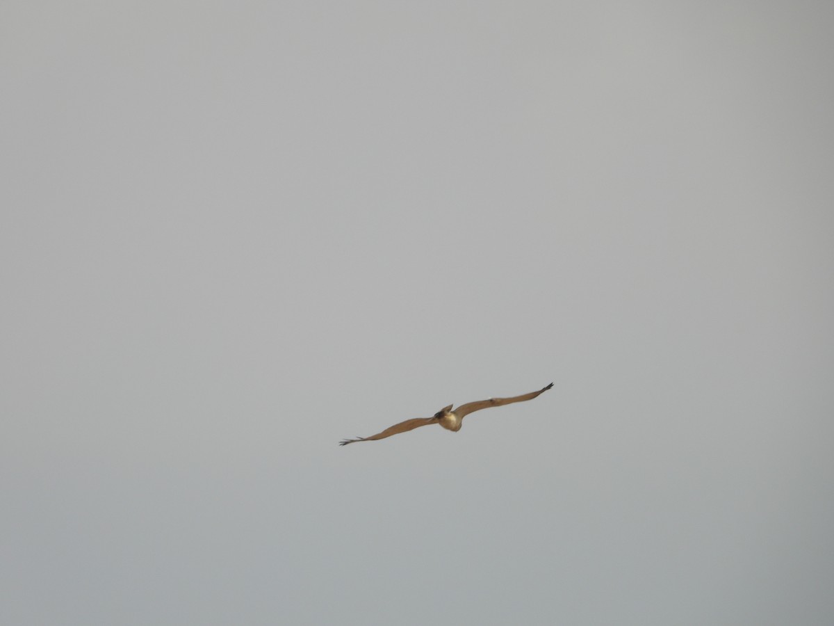 Short-toed Snake-Eagle - ML617909093