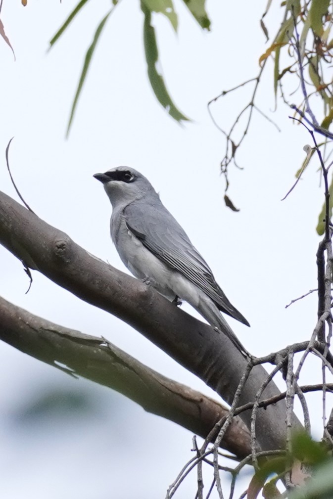 White-bellied Cuckooshrike - Ellany Whelan