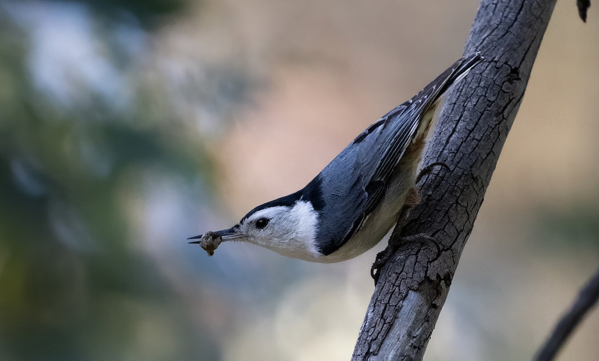 White-breasted Nuthatch - Xinglai Zhuang