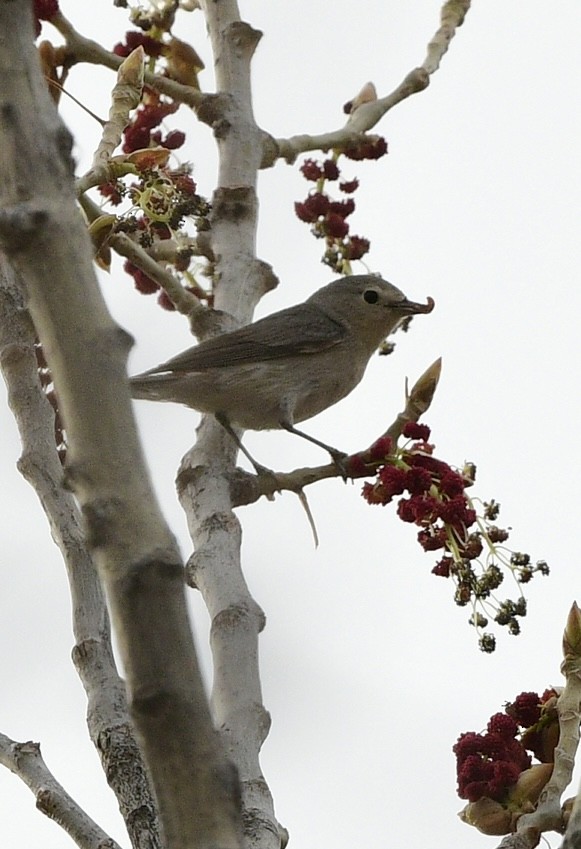 Lucy's Warbler - ML617909109