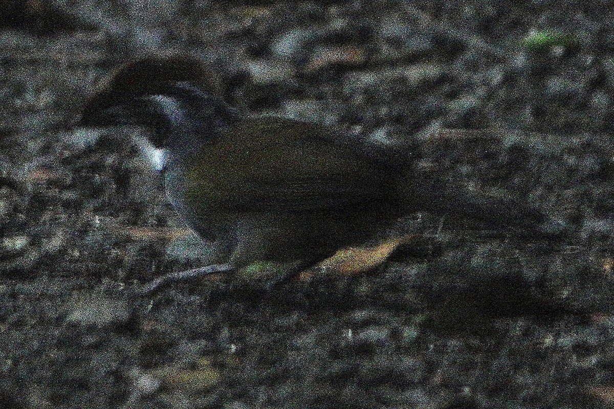 Sierra Nevada Brushfinch - ML617909115