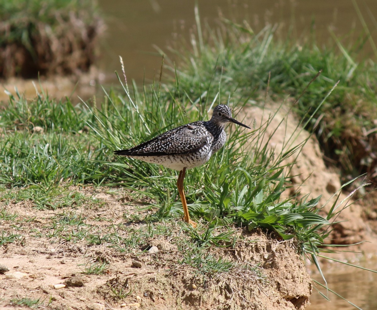 Greater Yellowlegs - ML617909152