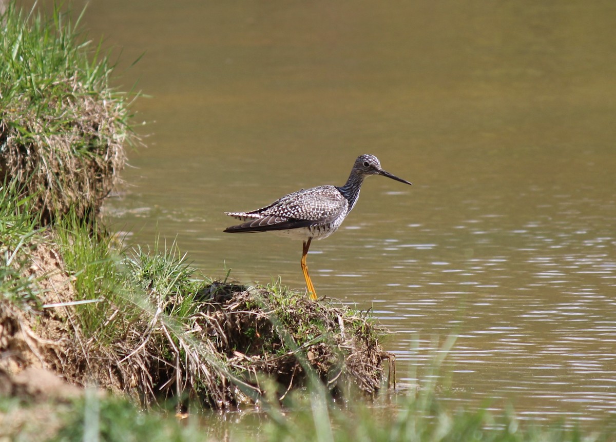 Greater Yellowlegs - ML617909153