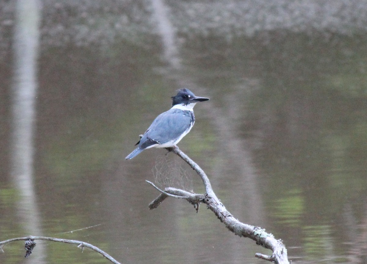 Belted Kingfisher - ML617909165