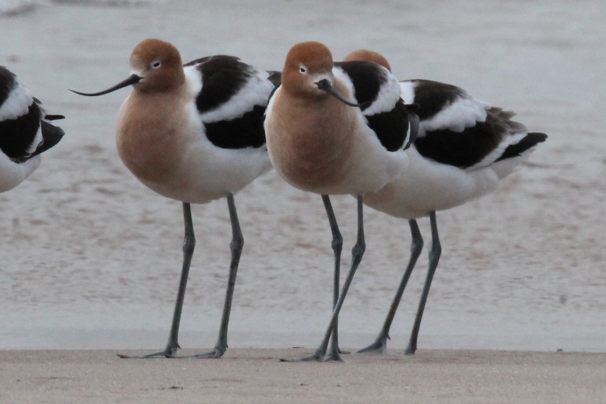 Avoceta Americana - ML617909210