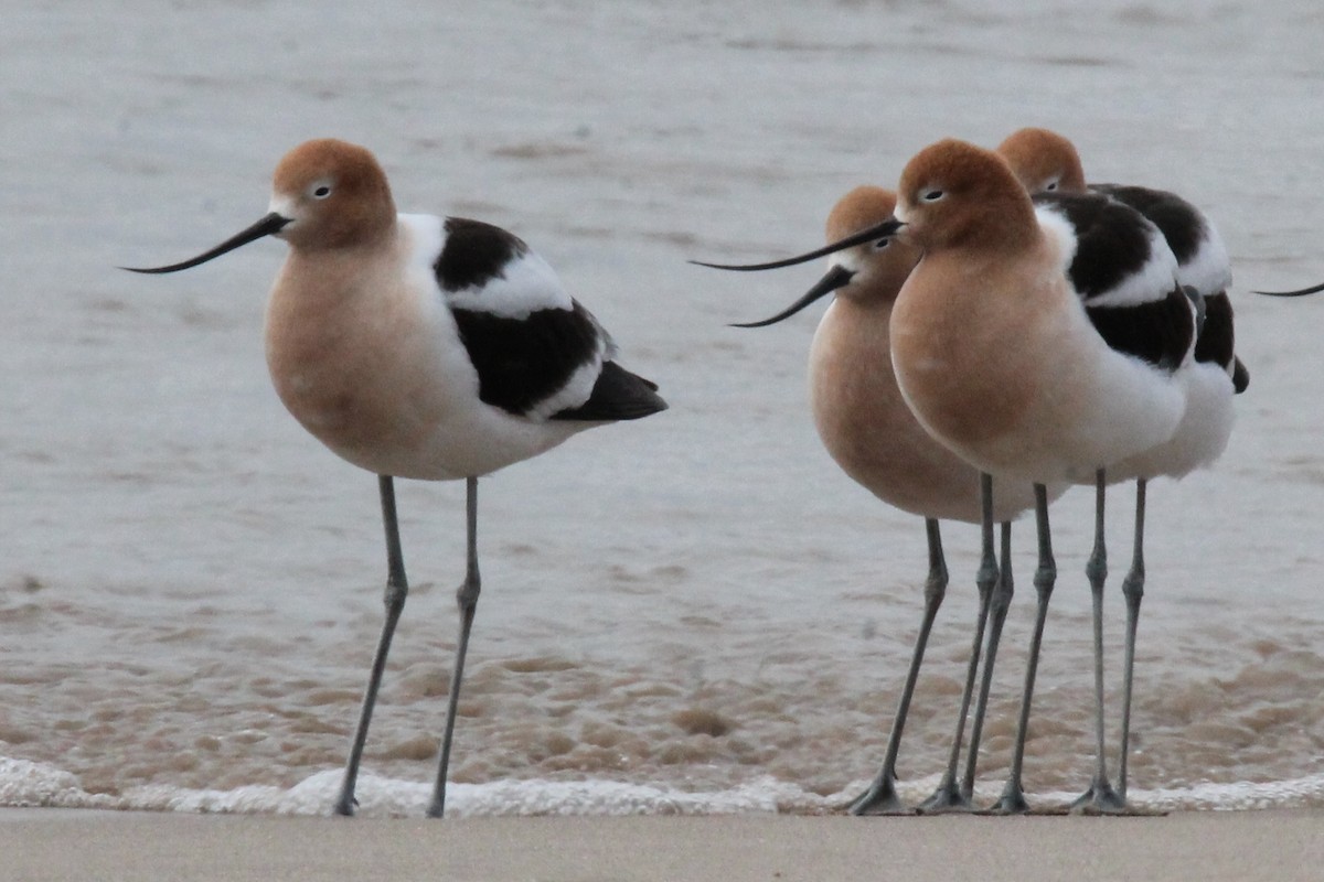 Avocette d'Amérique - ML617909214