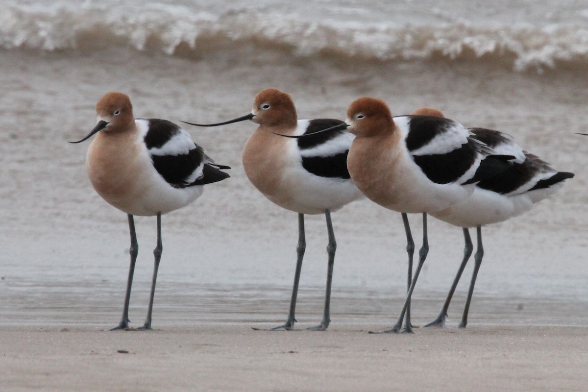 Avoceta Americana - ML617909215