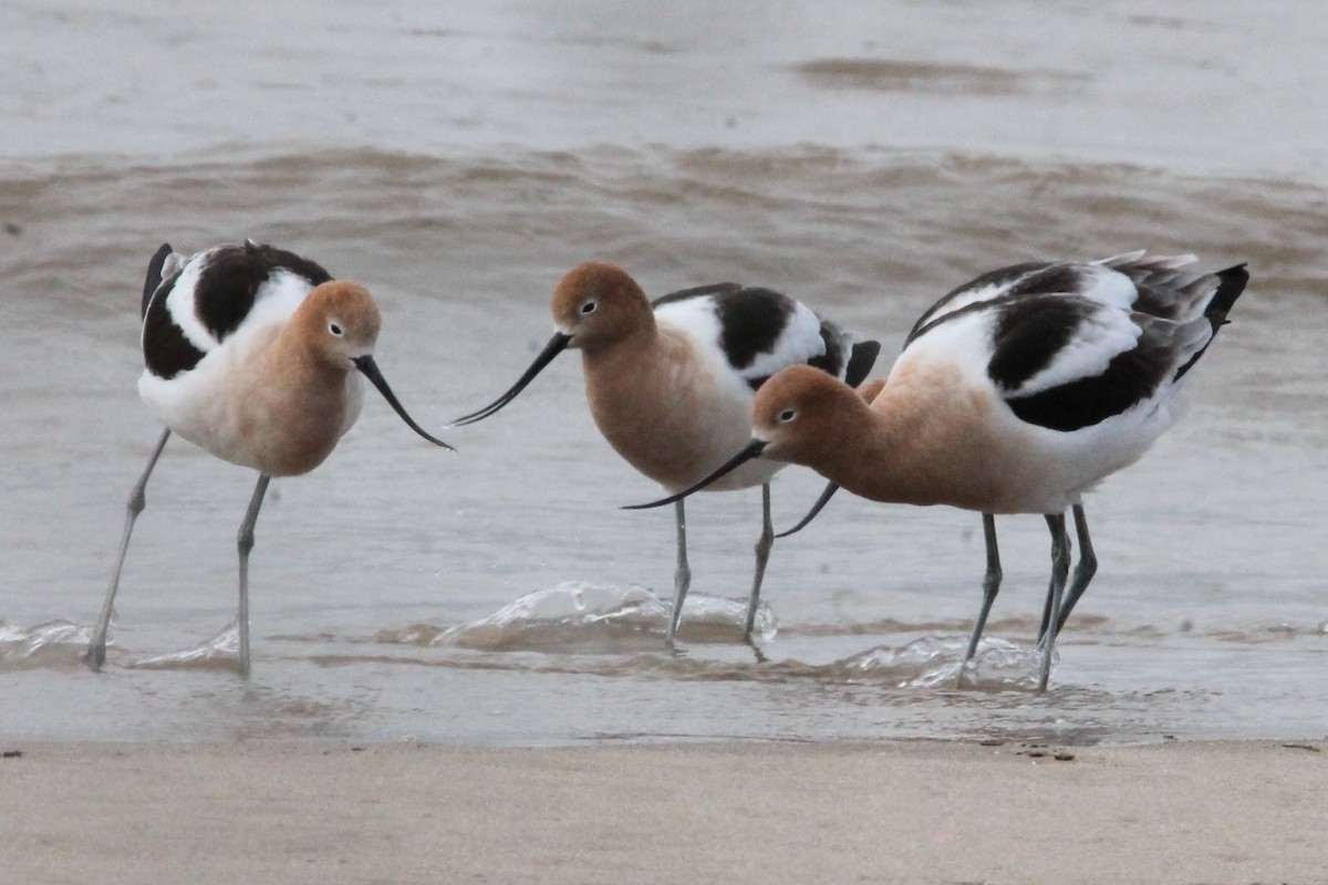 Avoceta Americana - ML617909218