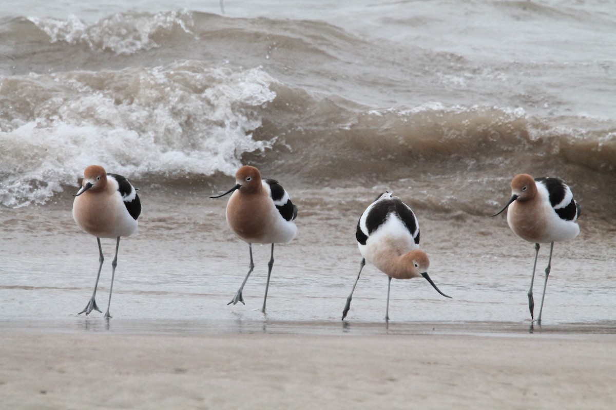 Avoceta Americana - ML617909221