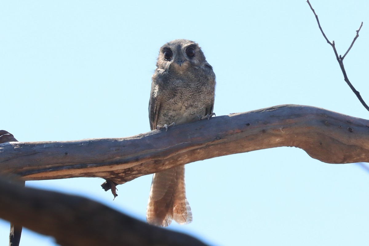 Australian Owlet-nightjar - Fred Duncker