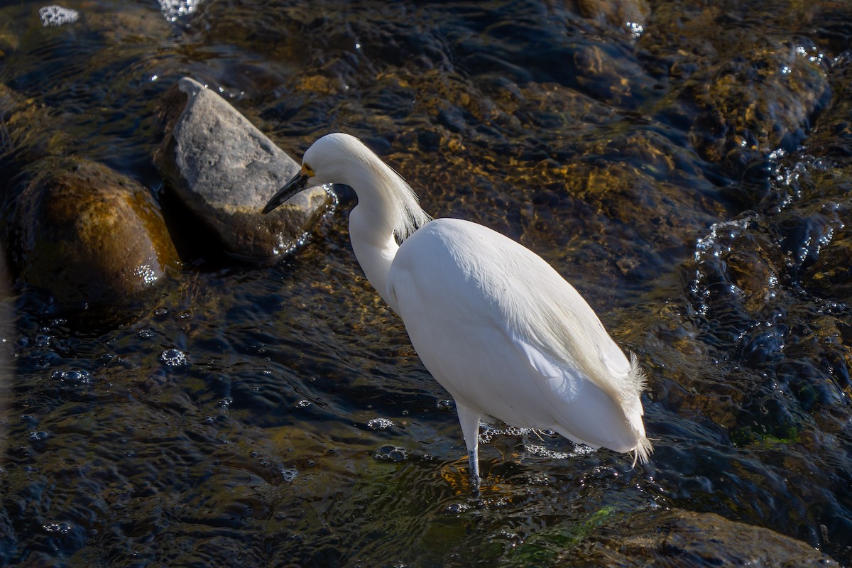 Snowy Egret - Robert Raker