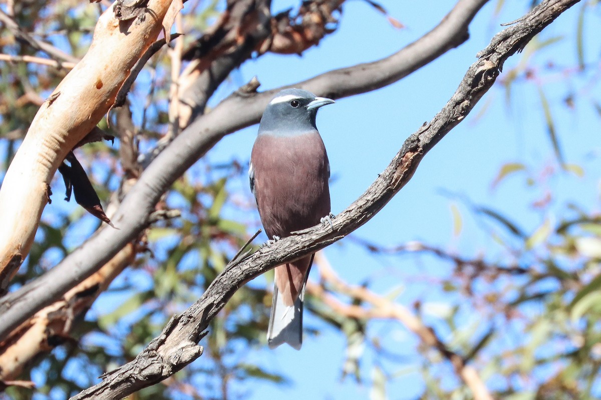 White-browed Woodswallow - ML617909235