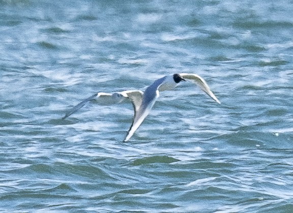 Bonaparte's Gull - Louisa Evers