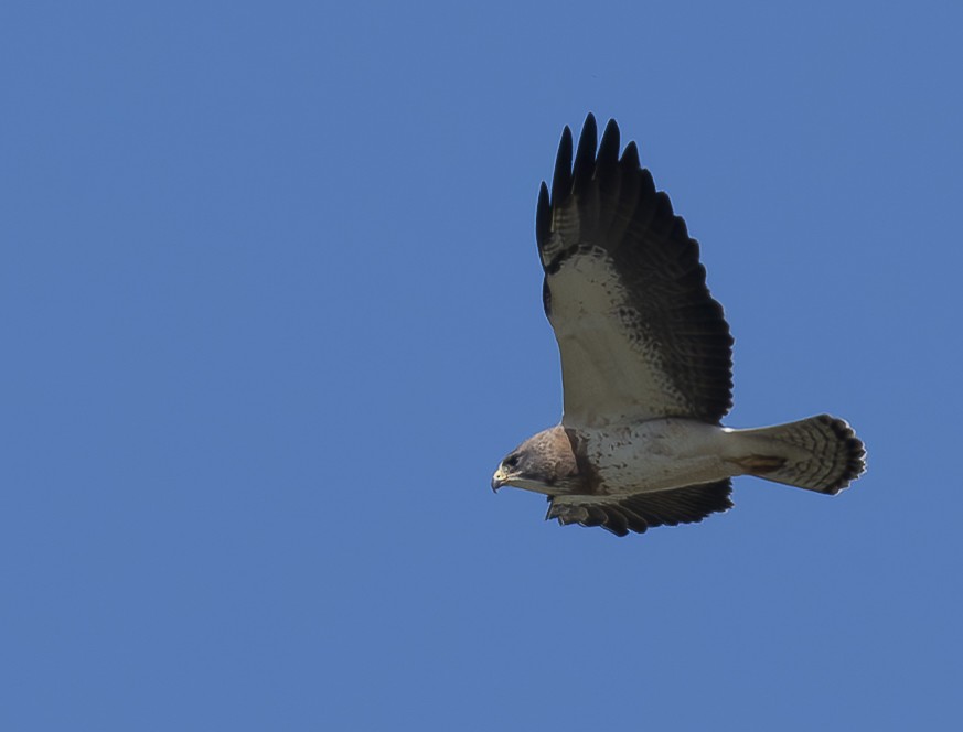 Swainson's Hawk - Louisa Evers