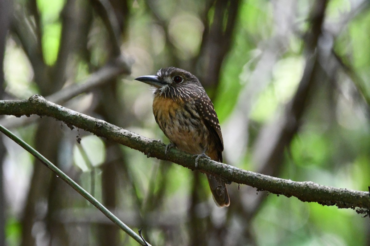 White-whiskered Puffbird - Jessy Lopez Herra