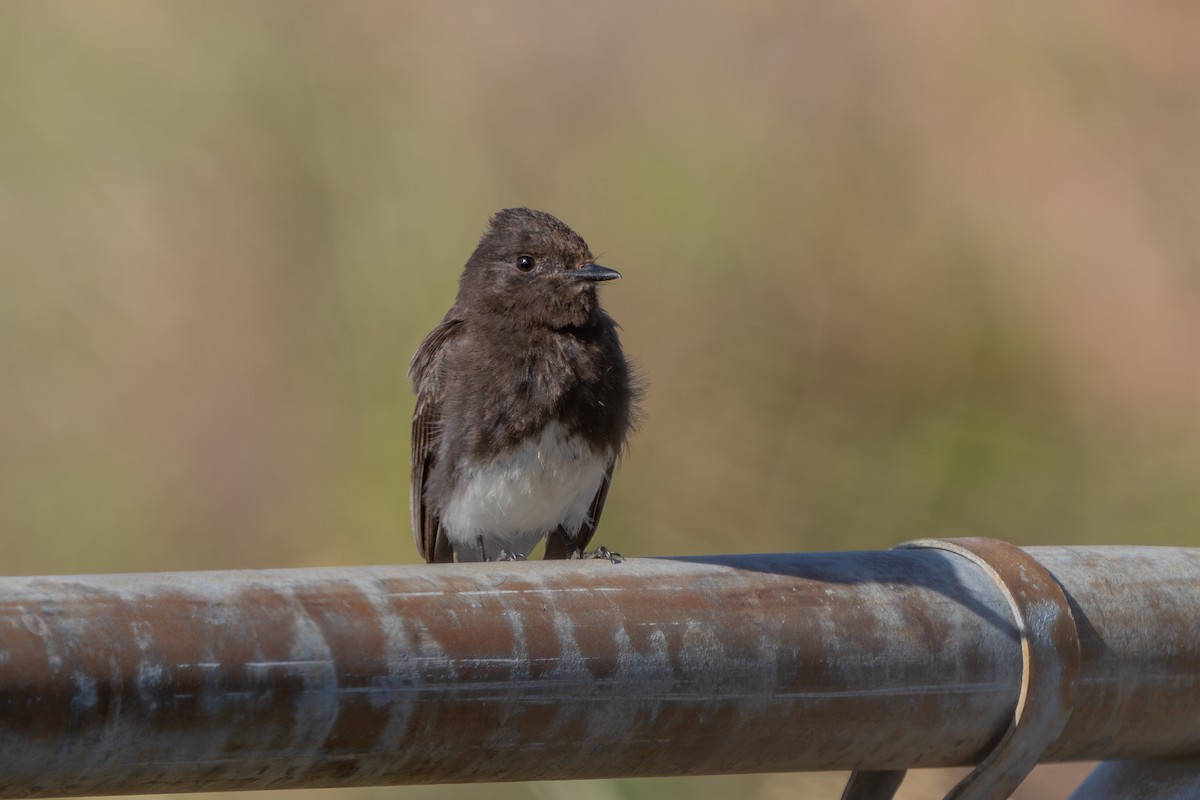 Black Phoebe - ML617909284