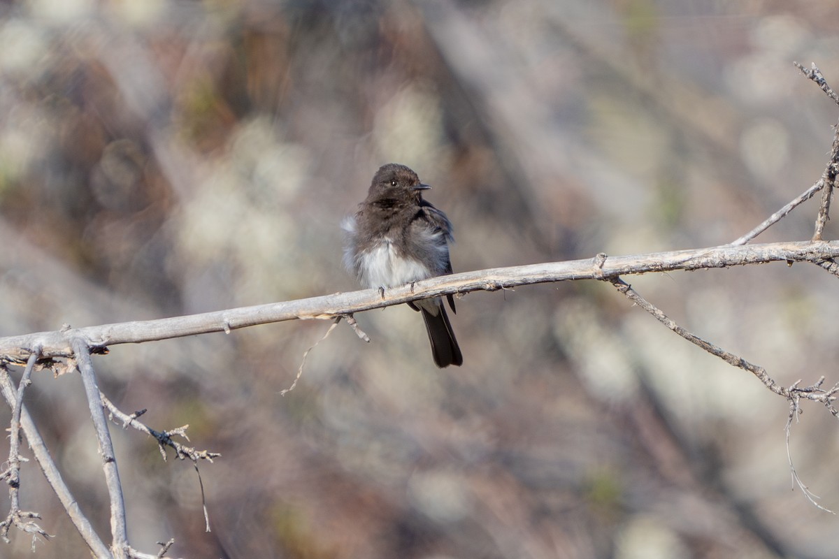 Black Phoebe - ML617909296