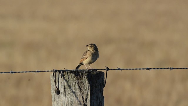 Singing Bushlark (Australasian) - ML617909374