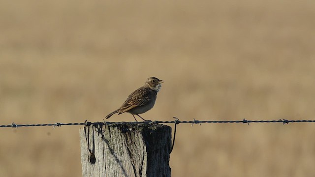 Singing Bushlark (Australasian) - ML617909376