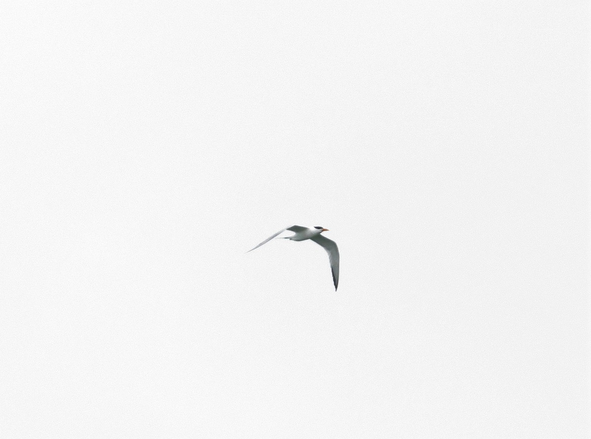Sandwich Tern - David Littlepage