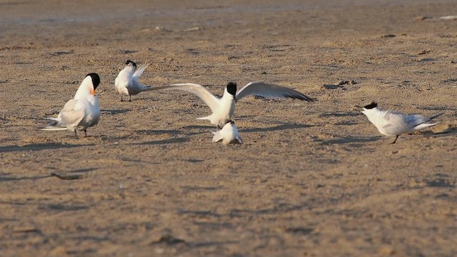 Sandwich Tern - ML617909424