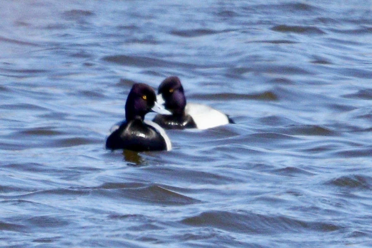 Lesser Scaup - ML617909472