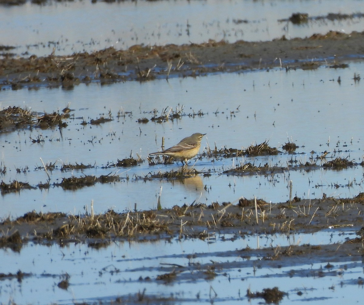 American Pipit - ML617909479