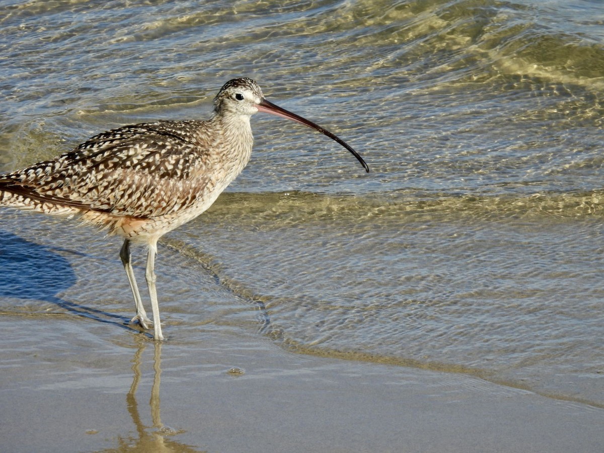 Long-billed Curlew - ML617909480