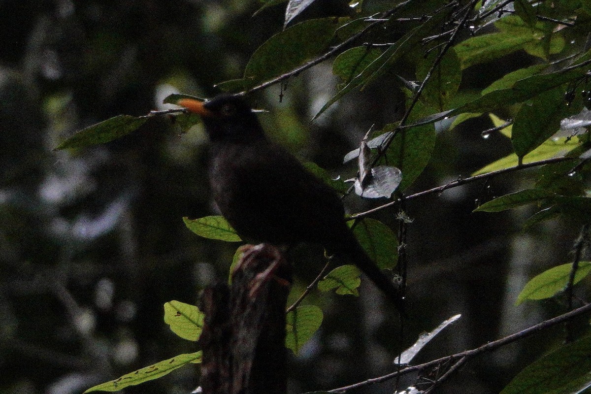 Great Thrush - Jeff Birek