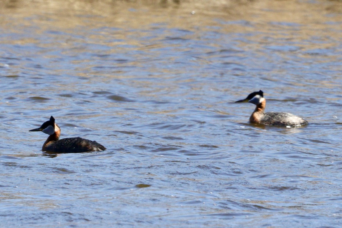 Red-necked Grebe - ML617909519